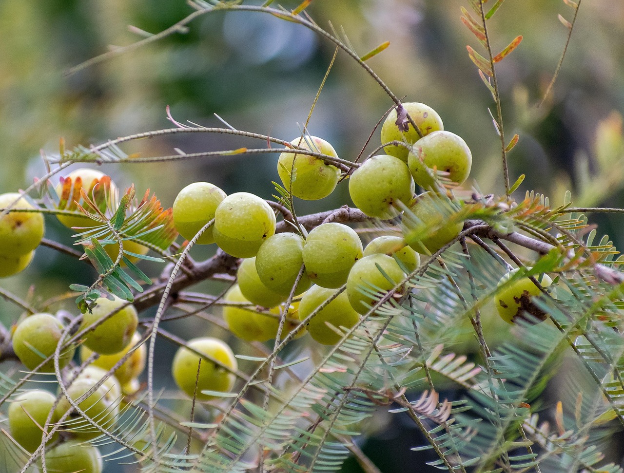 มะขามป้อมอินเดีย (Amla) — 10 อันดับอาหารธรรมชาติที่มีปริมาณวิตามินซีสูงสุดต่อ 100 กรัม