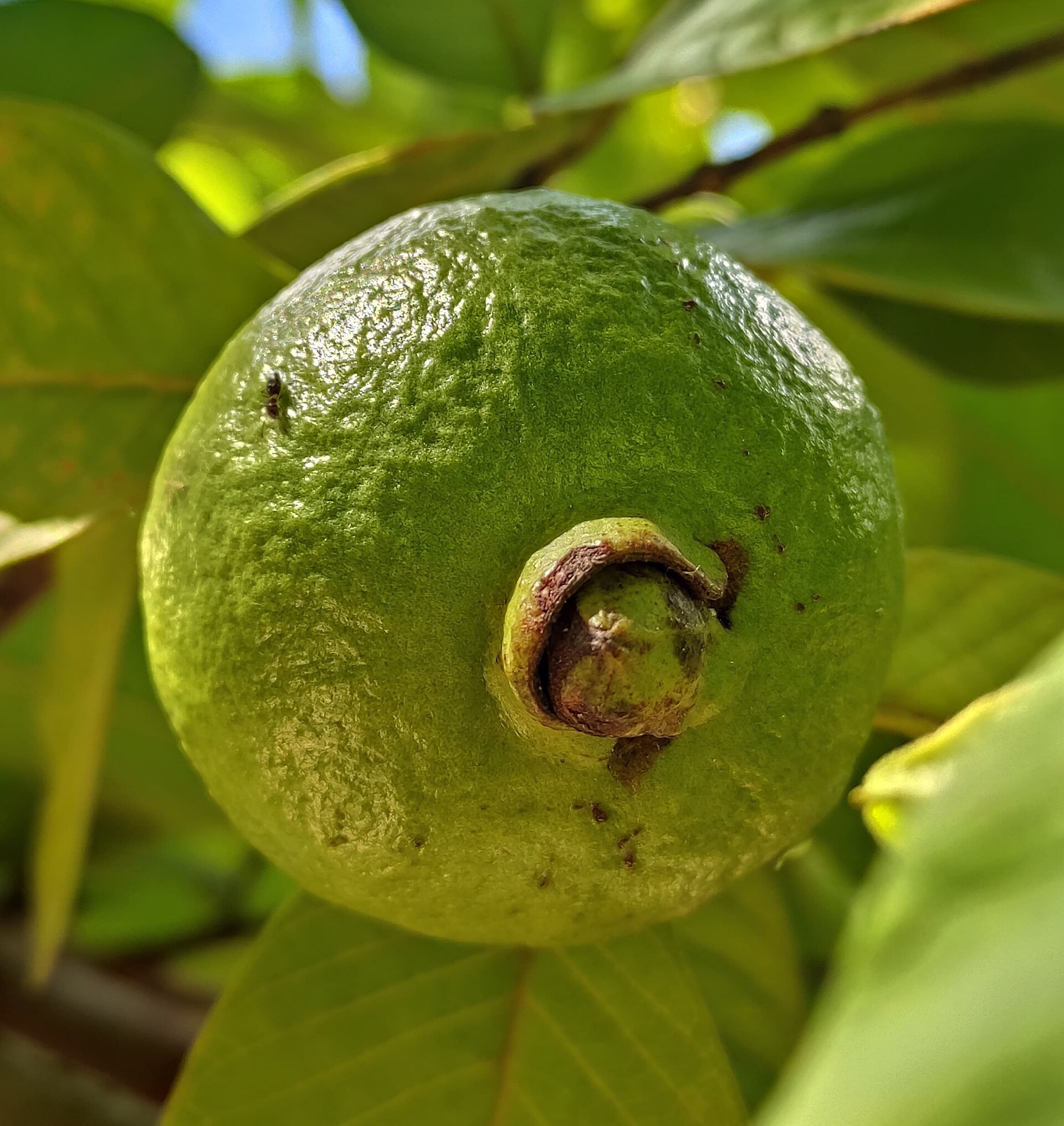 ฝรั่ง (Guava) — 10 อันดับอาหารธรรมชาติที่มีปริมาณวิตามินซีสูงสุดต่อ 100 กรัม