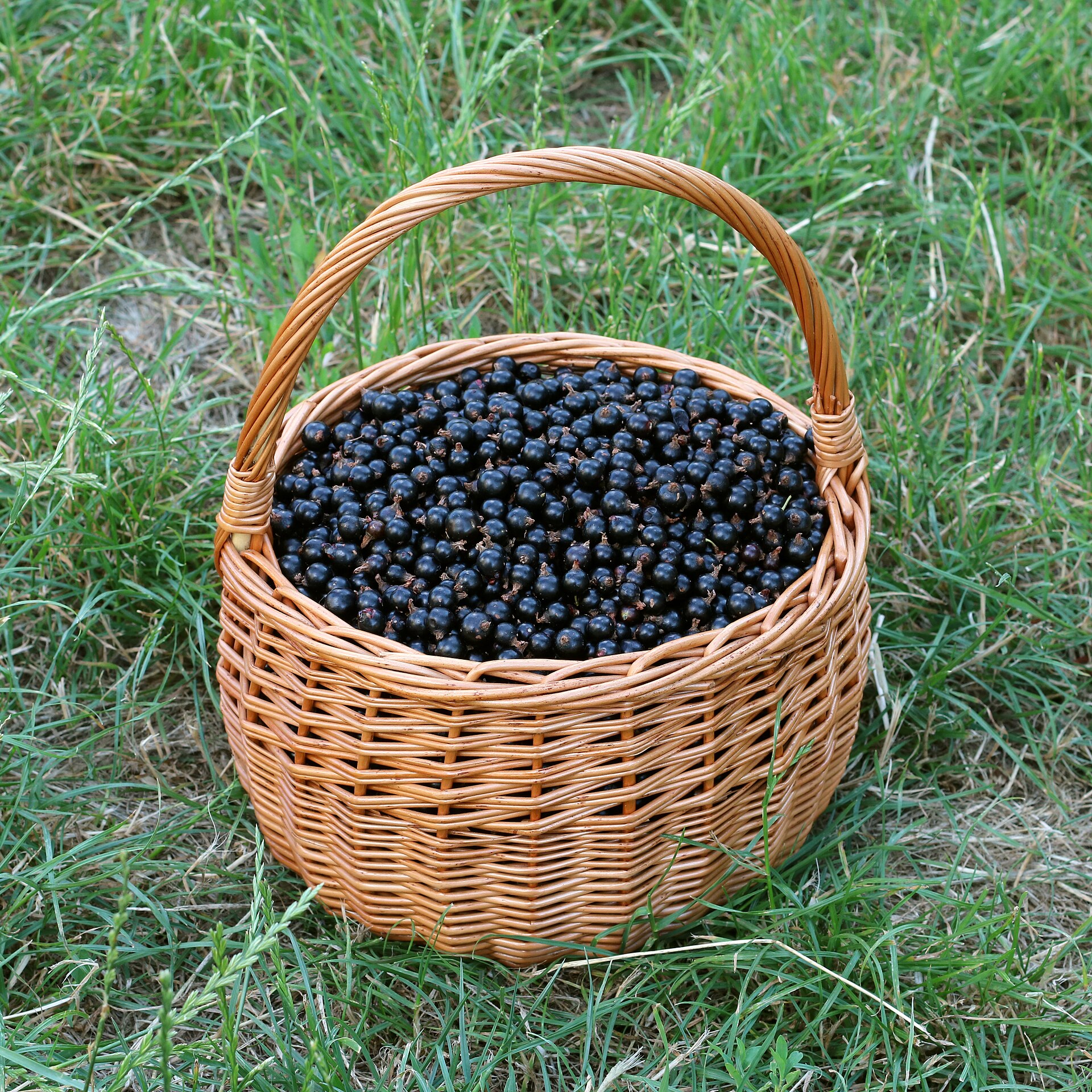 แบล็กเคอร์แรนต์ (Blackcurrants) — 10 อันดับอาหารธรรมชาติที่มีปริมาณวิตามินซีสูงสุดต่อ 100 กรัม
