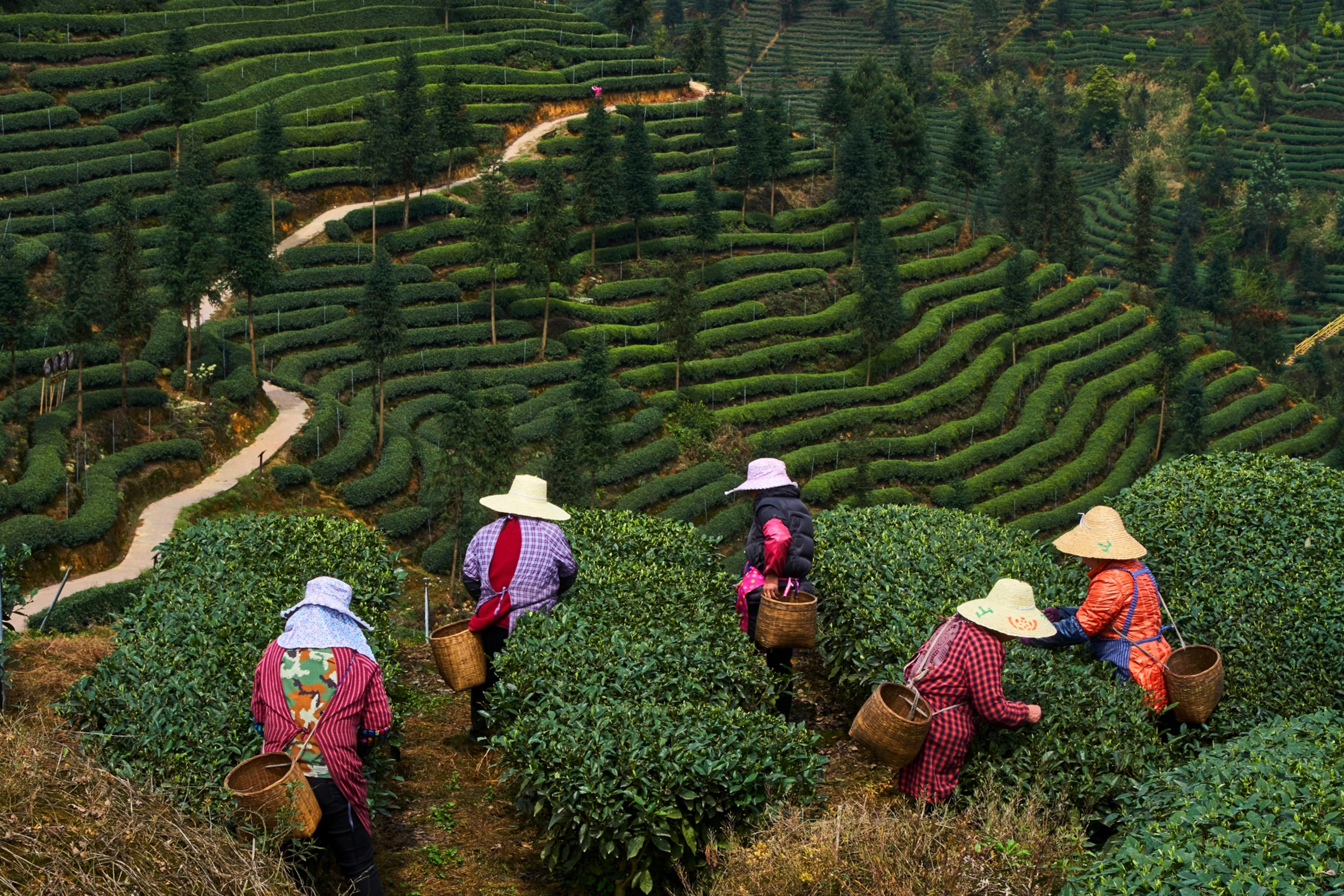 ประเทศจีน (China) — 10 อันดับประเทศผู้ส่งออกชาแห้งรายใหญ่ที่สุดในโลก อัปเดตสถิติล่าสุดปี 2026