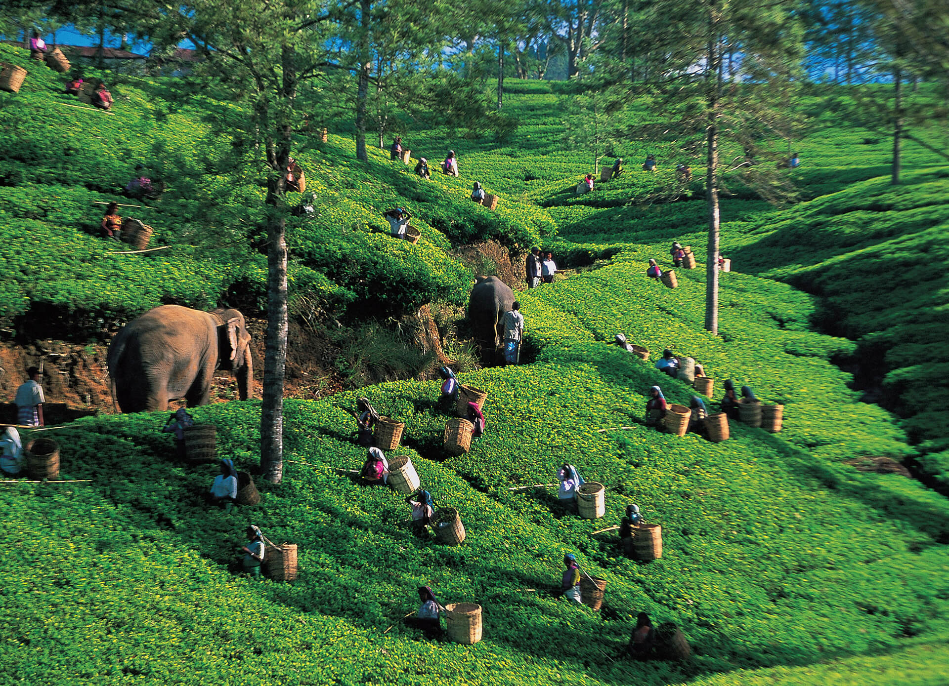 ประเทศศรีลังกา (Sri Lanka) — 10 อันดับประเทศผู้ส่งออกชาแห้งรายใหญ่ที่สุดในโลก อัปเดตสถิติล่าสุดปี 2026