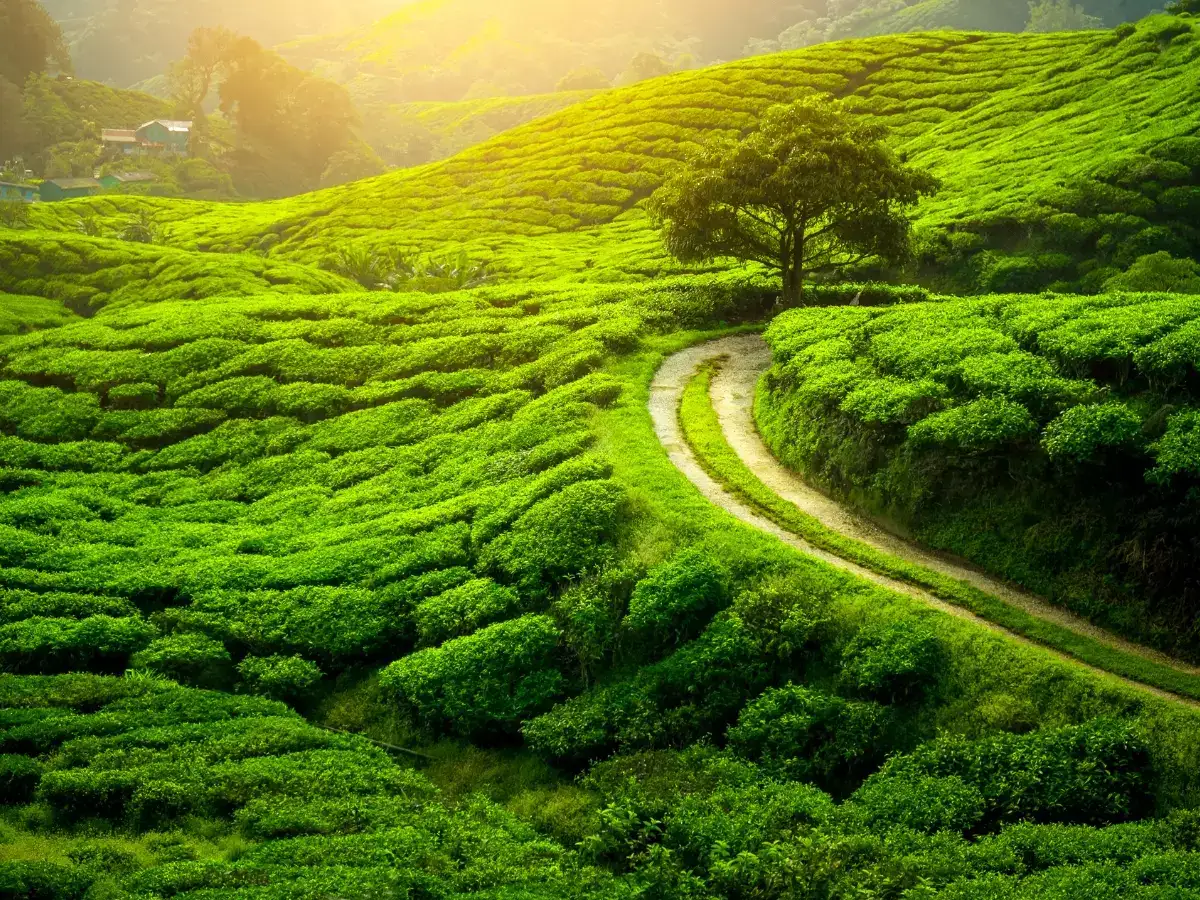 ประเทศอินเดีย (India) — 10 อันดับประเทศผู้ส่งออกชาแห้งรายใหญ่ที่สุดในโลก อัปเดตสถิติล่าสุดปี 2026