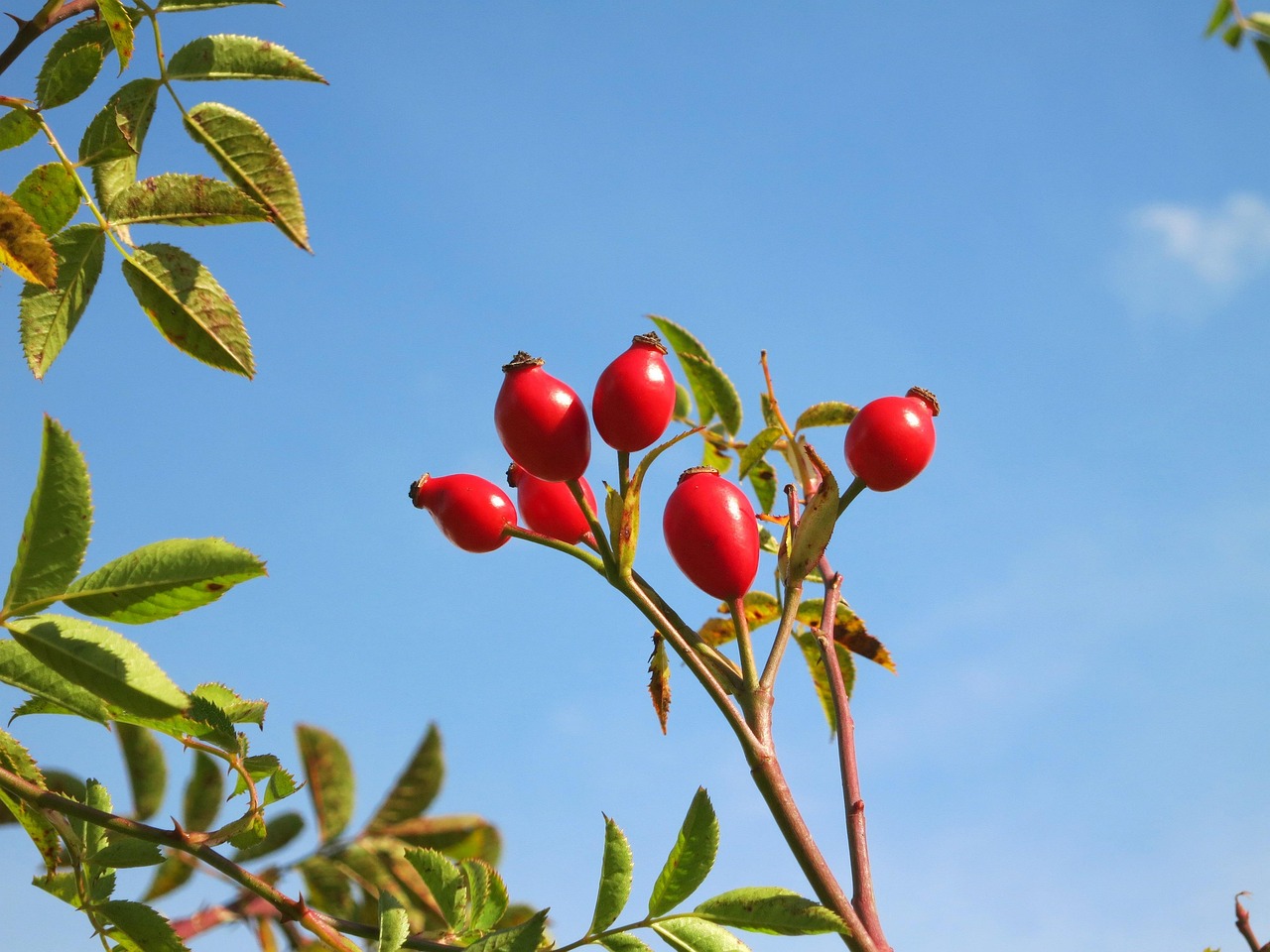 ผลโรสฮิป (Rose Hips) — 10 อันดับอาหารธรรมชาติที่มีปริมาณวิตามินซีสูงที่สุดต่อ 100 กรัม เสริมภูมิคุ้มกันระดับซูเปอร์ฟู้ด