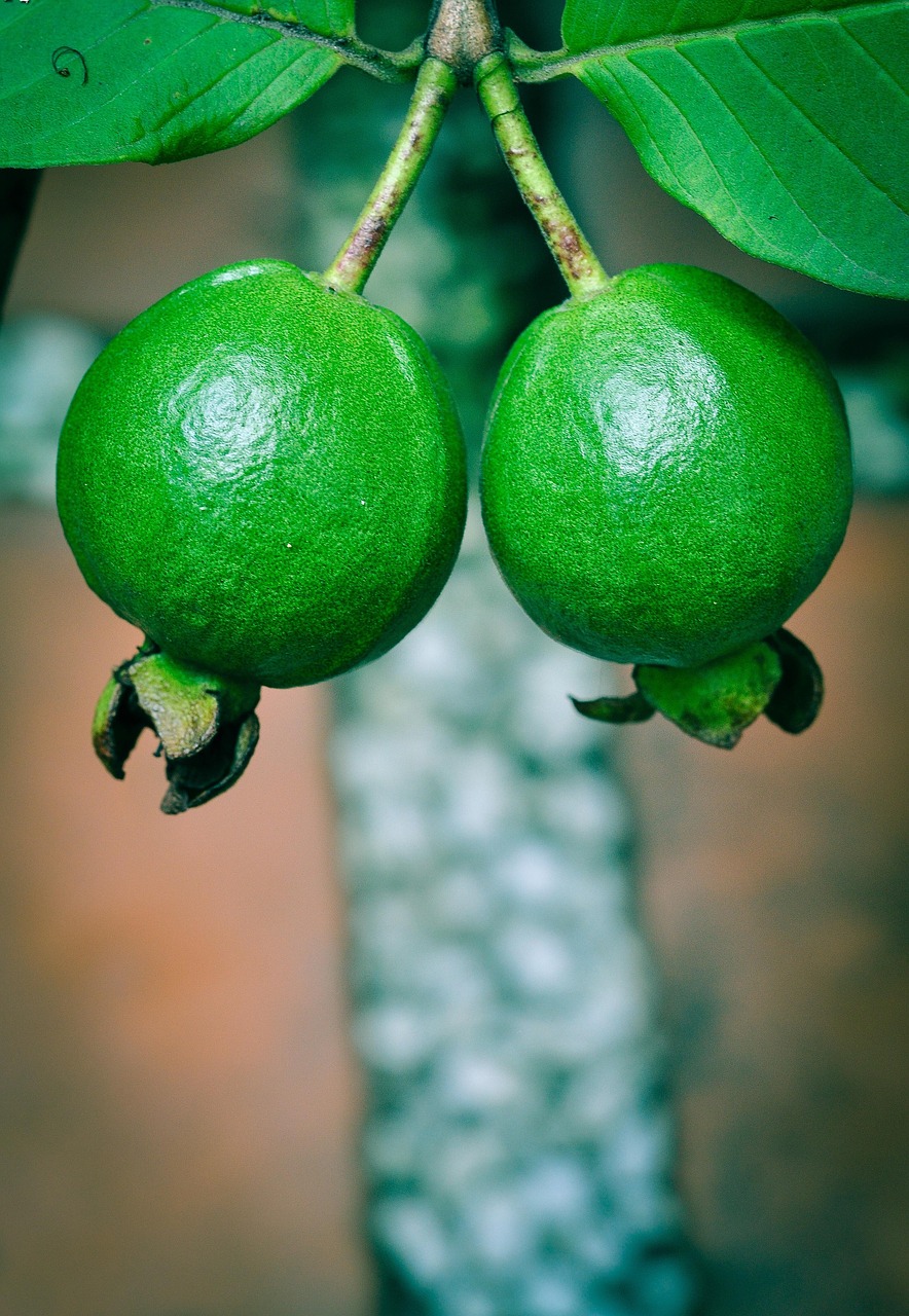 ฝรั่ง (Guava) — 10 อันดับอาหารธรรมชาติที่มีปริมาณวิตามินซีสูงที่สุดต่อ 100 กรัม เสริมภูมิคุ้มกันระดับซูเปอร์ฟู้ด