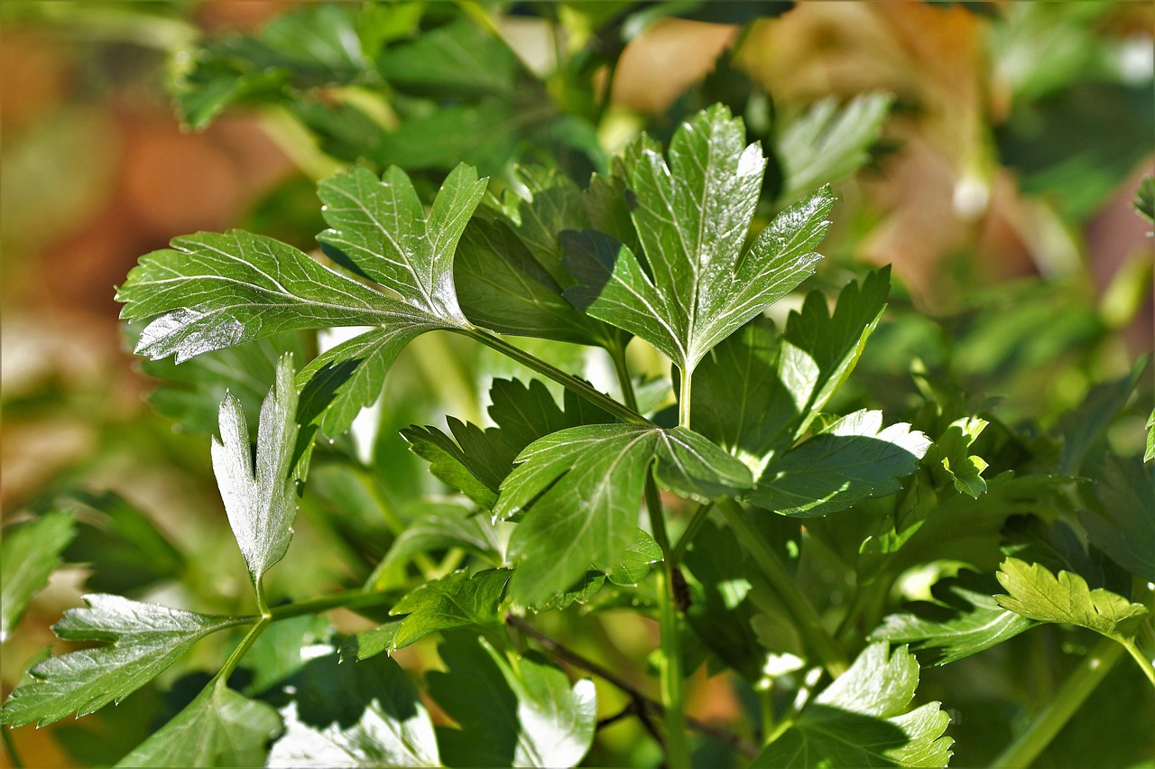 พาร์สลีย์สด (Fresh Parsley) — 10 อันดับอาหารธรรมชาติที่มีปริมาณวิตามินซีสูงที่สุดต่อ 100 กรัม เสริมภูมิคุ้มกันระดับซูเปอร์ฟู้ด