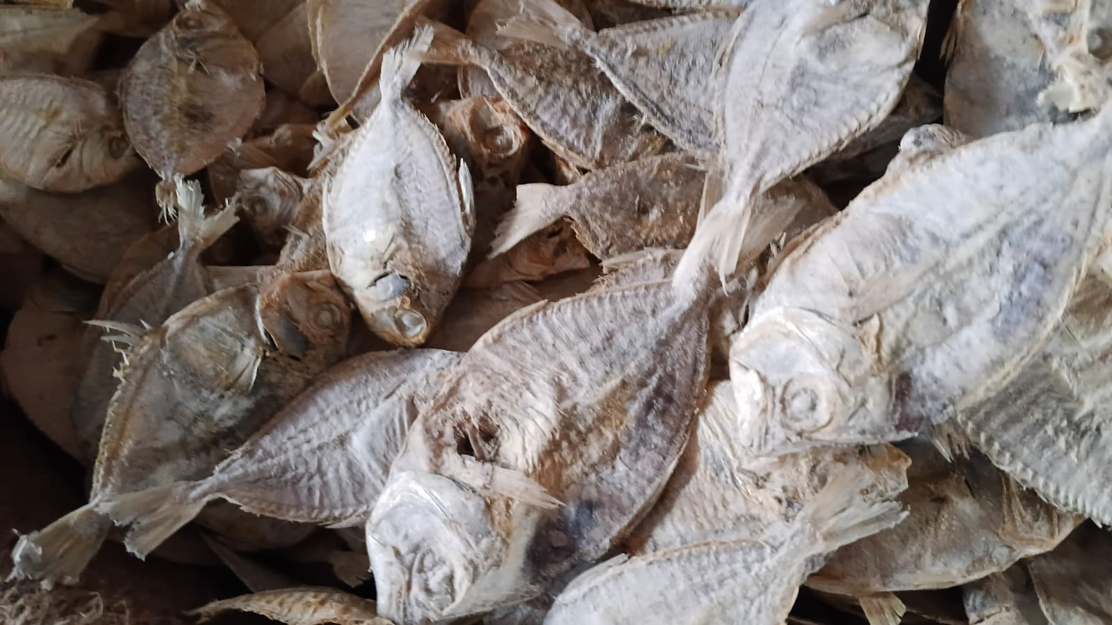 ปลาซิวและปลาเล็กปลาน้อยตากแห้ง (Small Dried Fish) — 10 อันดับอาหารธรรมชาติที่มีปริมาณแคลเซียมสูงที่สุดต่อ 100 กรัม เสริมสร้างกระดูกและฟันให้แข็งแรง