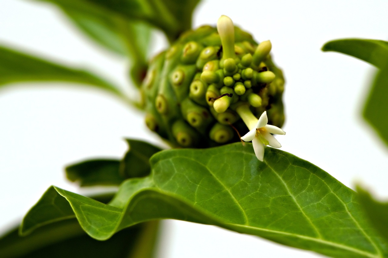 ใบยอ (Great Morinda Leaves) — 10 อันดับอาหารธรรมชาติที่มีปริมาณแคลเซียมสูงที่สุดต่อ 100 กรัม เสริมสร้างกระดูกและฟันให้แข็งแรง