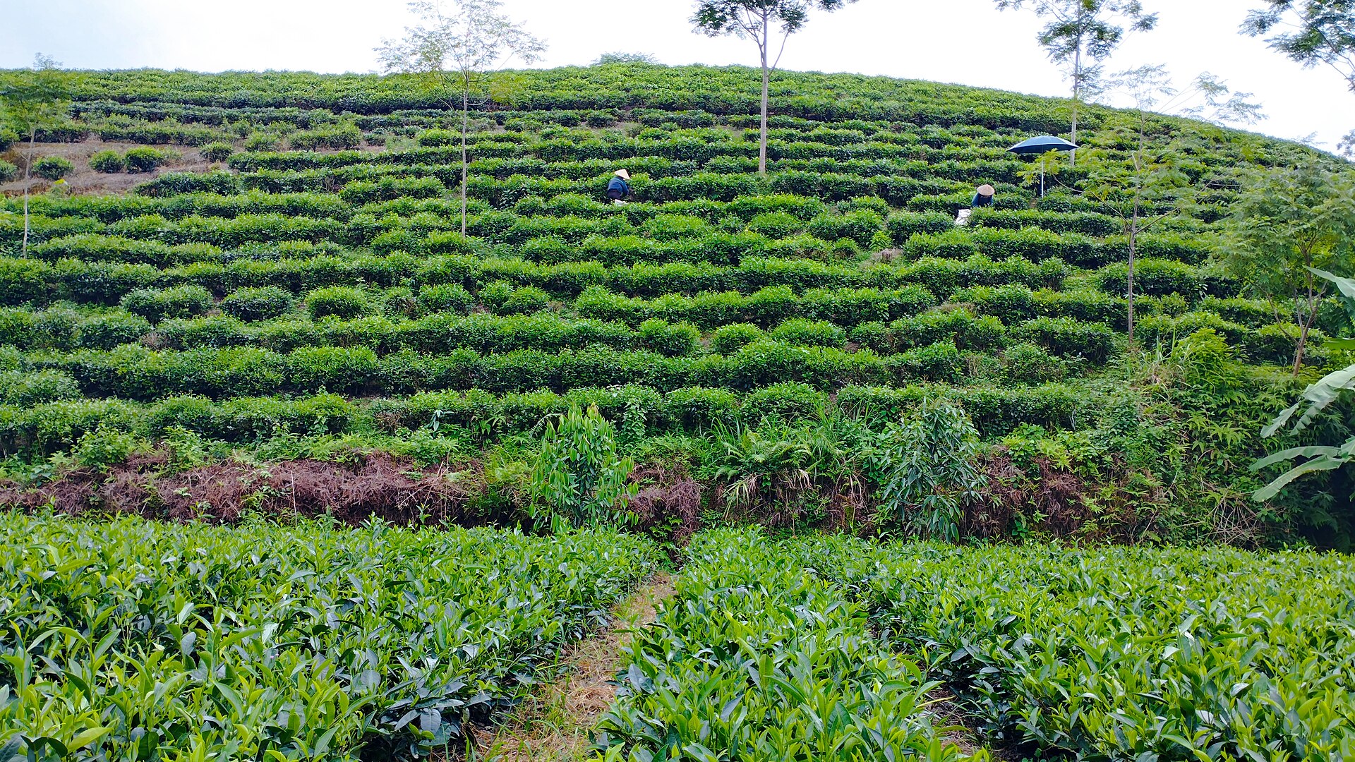 เวียดนาม (Vietnam) — 10 อันดับประเทศผู้ส่งออกชาแห้งรายใหญ่ที่สุดในโลก อัปเดตสถิติล่าสุดปี 2026