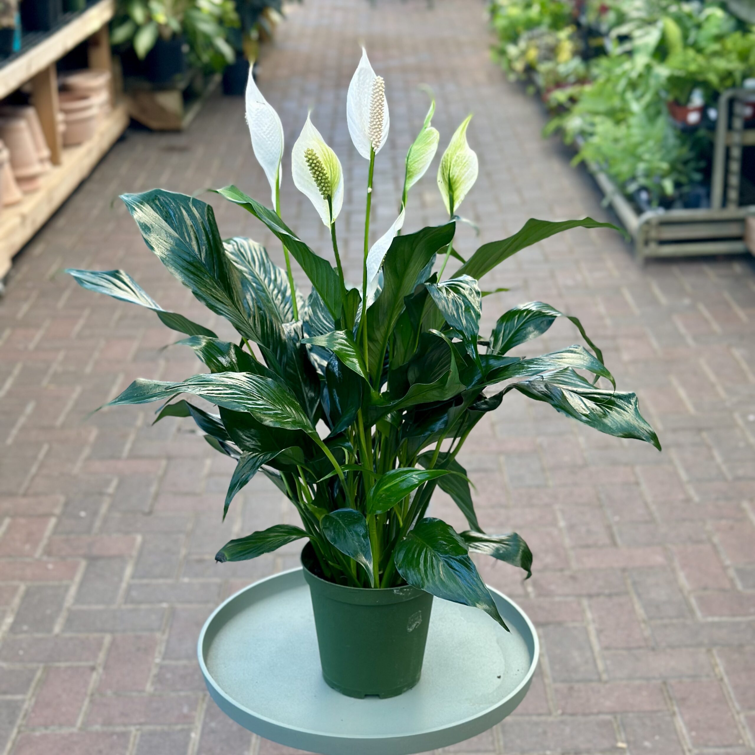 เดหลี (Peace Lily) — 10 ต้นไม้ฟอกอากาศปลูกในร่มยอดนิยมปี 2569 แต่งบ้านสไตล์ Biophilic Design ดูแลง่ายช่วยกรองฝุ่นและสารพิษ