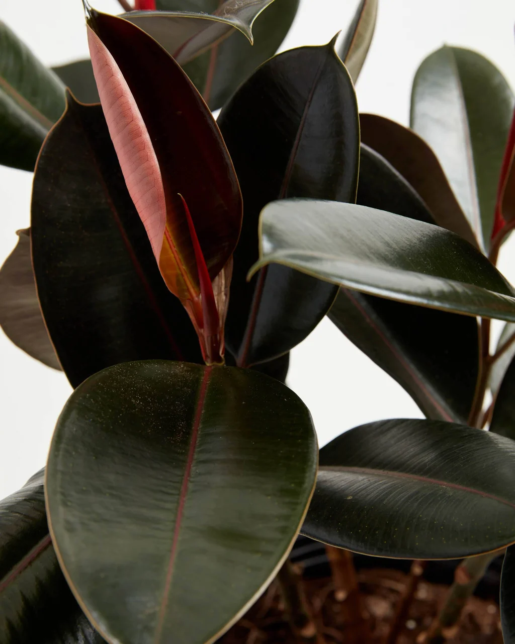ยางอินเดีย (Rubber Plant) — 10 ต้นไม้ฟอกอากาศปลูกในร่มยอดนิยมปี 2569 แต่งบ้านสไตล์ Biophilic Design ดูแลง่ายช่วยกรองฝุ่นและสารพิษ