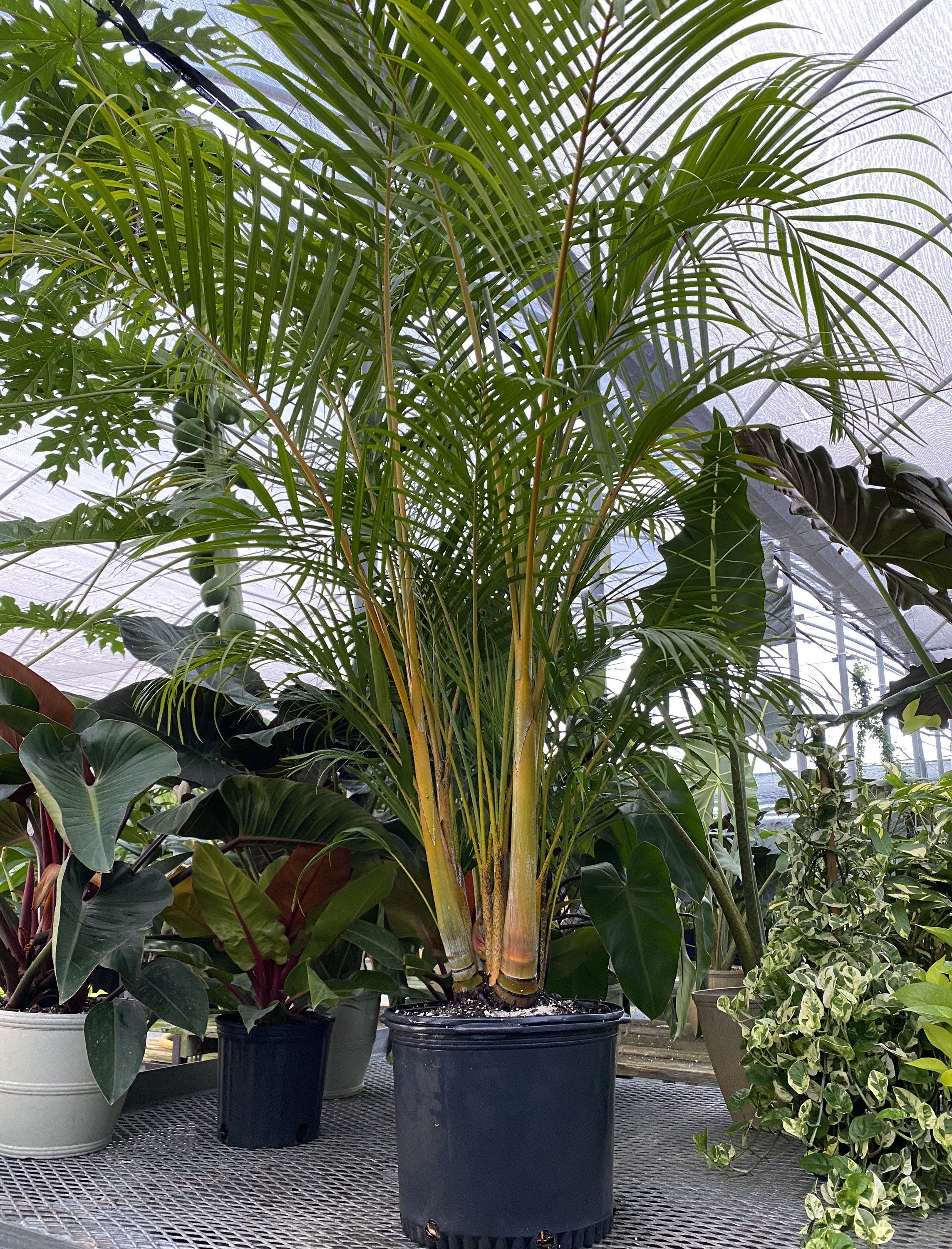 หมากเหลือง (Areca Palm) — 10 ต้นไม้ฟอกอากาศปลูกในร่มยอดนิยมปี 2569 แต่งบ้านสไตล์ Biophilic Design ดูแลง่ายช่วยกรองฝุ่นและสารพิษ
