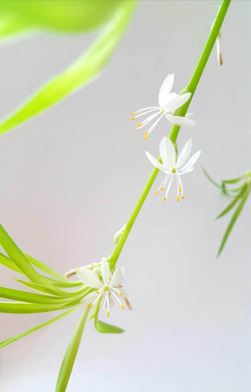 เศรษฐีเรือนใน (Spider Plant) — 10 ต้นไม้ฟอกอากาศปลูกในร่มยอดนิยมปี 2569 แต่งบ้านสไตล์ Biophilic Design ดูแลง่ายช่วยกรองฝุ่นและสารพิษ