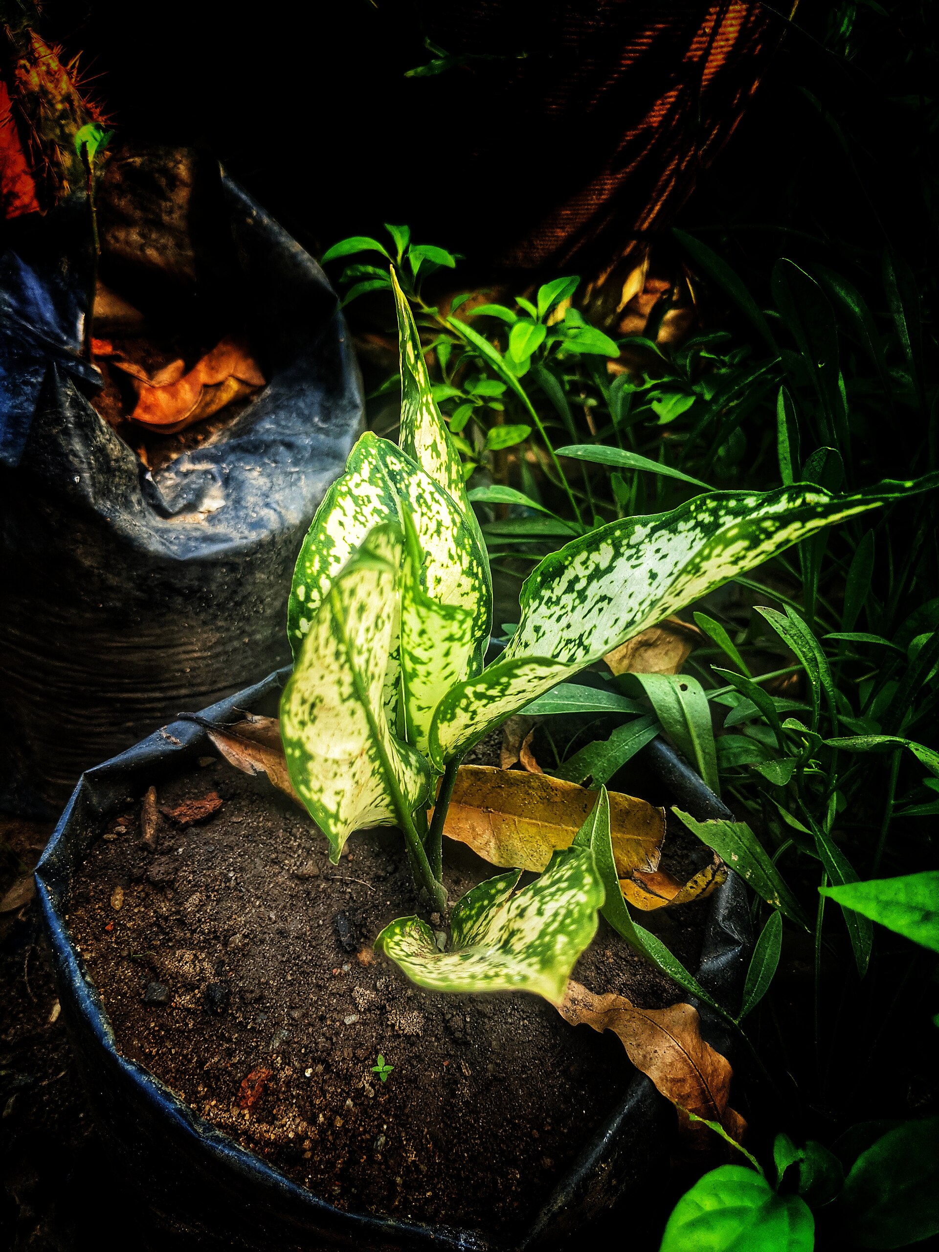 เขียวหมื่นปี / อโกลนีมา (Chinese Evergreen) — 10 ต้นไม้ฟอกอากาศปลูกในร่มยอดนิยมปี 2569 แต่งบ้านสไตล์ Biophilic Design ดูแลง่ายช่วยกรองฝุ่นและสารพิษ