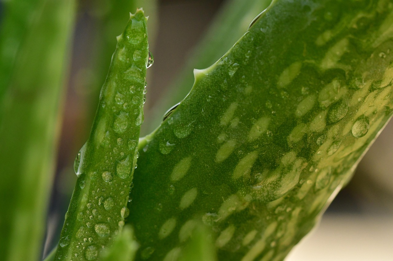 ว่านหางจระเข้ (Aloe Vera) — 10 ต้นไม้ฟอกอากาศปลูกในร่มยอดนิยมปี 2569 แต่งบ้านสไตล์ Biophilic Design ดูแลง่ายช่วยกรองฝุ่นและสารพิษ